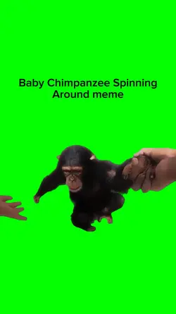 Chimpanzee Spinning