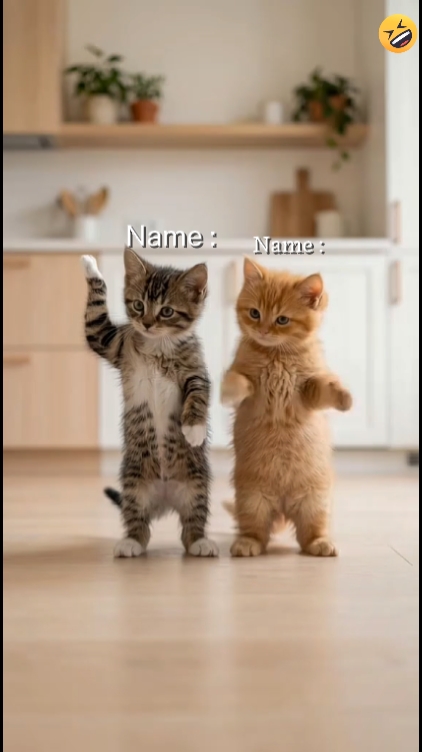 Funny Cat? 