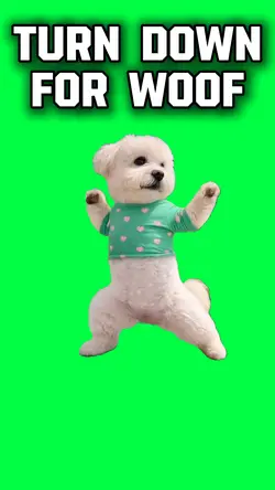 TURN DOWN FOR WOOF