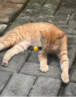 🙃🖤