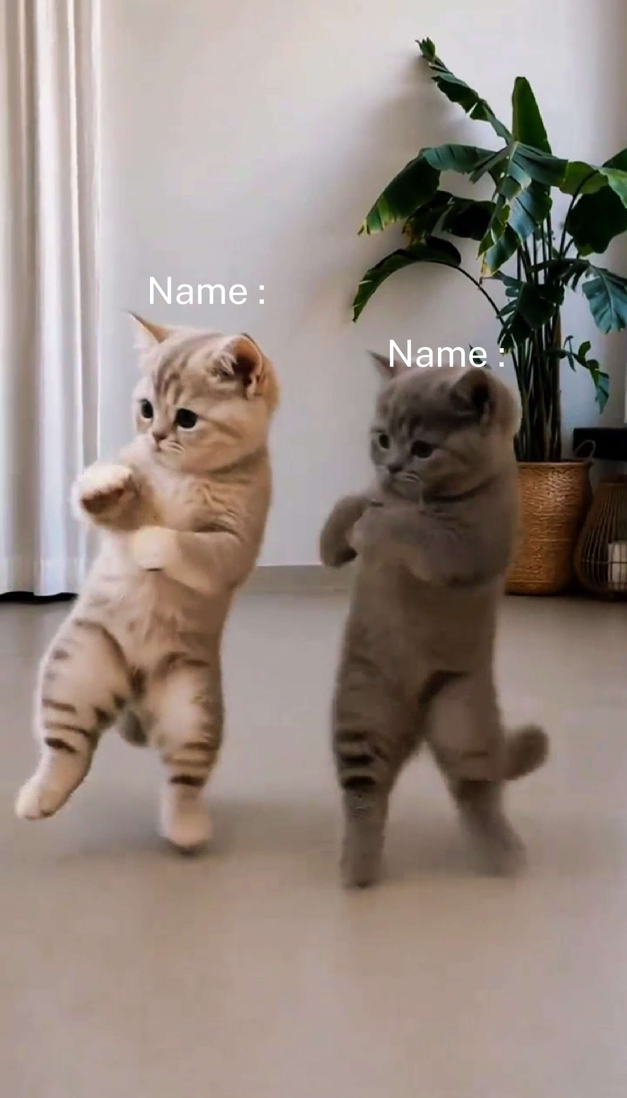 Dancing Cat Trend 