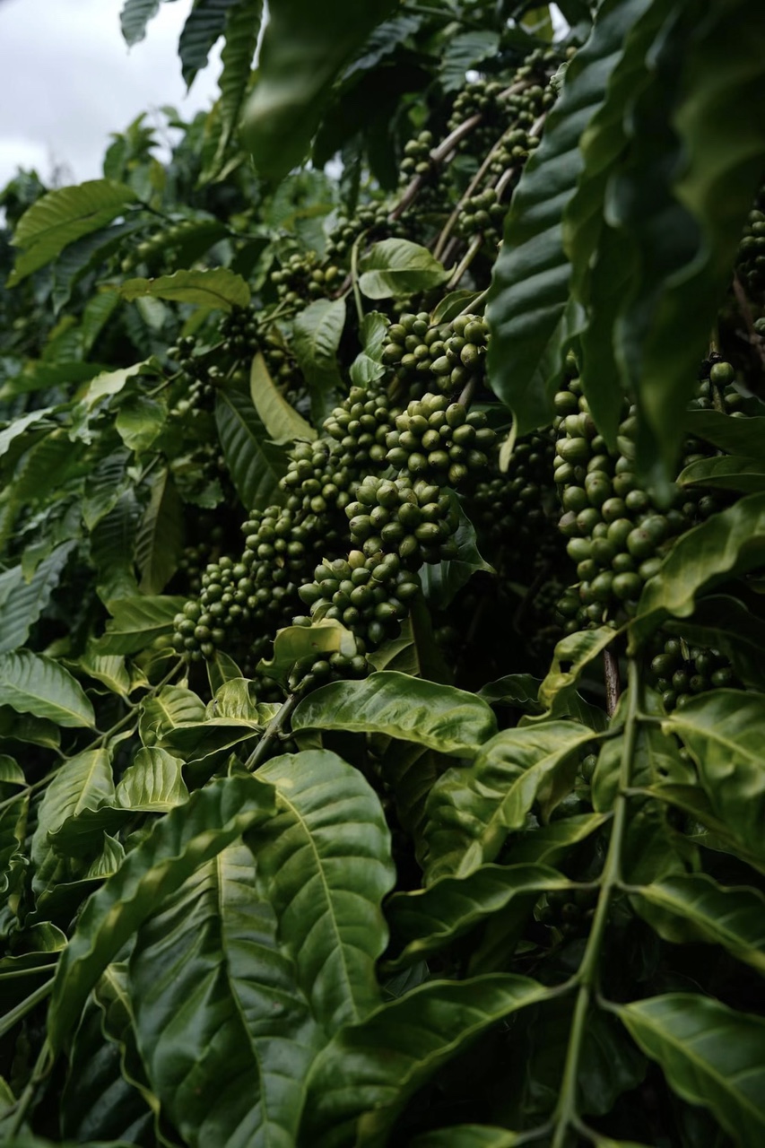Fazenda para copo
