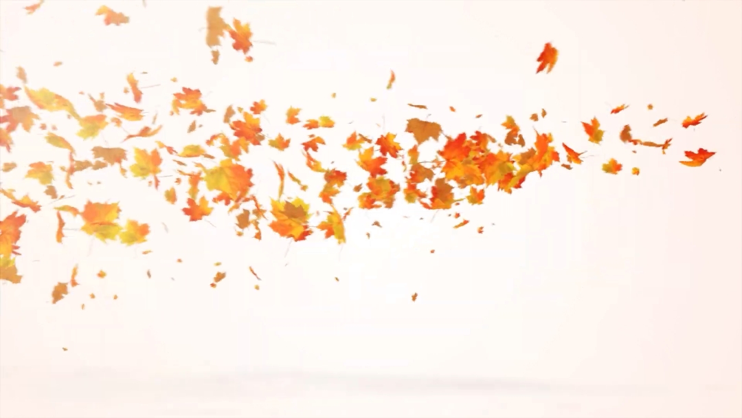 maple Leaf ¹²