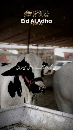 Qurbani