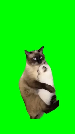 CAT HUGS KITTEN