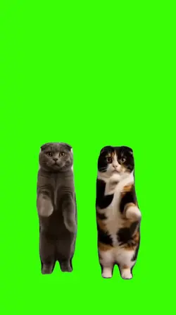 Cat/Gato