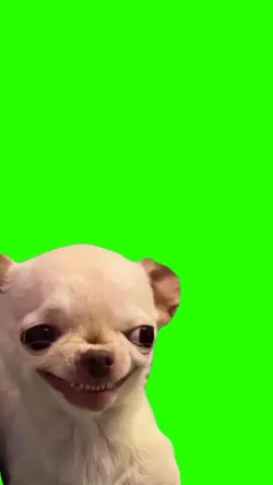 Chihuahua Enojado
