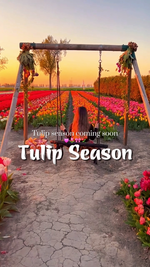TEMPORADA DE TULIPOS