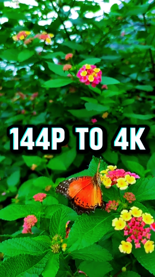 144p à 4k nature