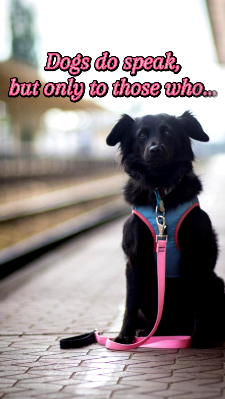 Dogs do speak