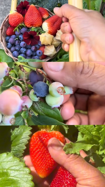 Berkebun
