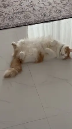 Tidur siang 
