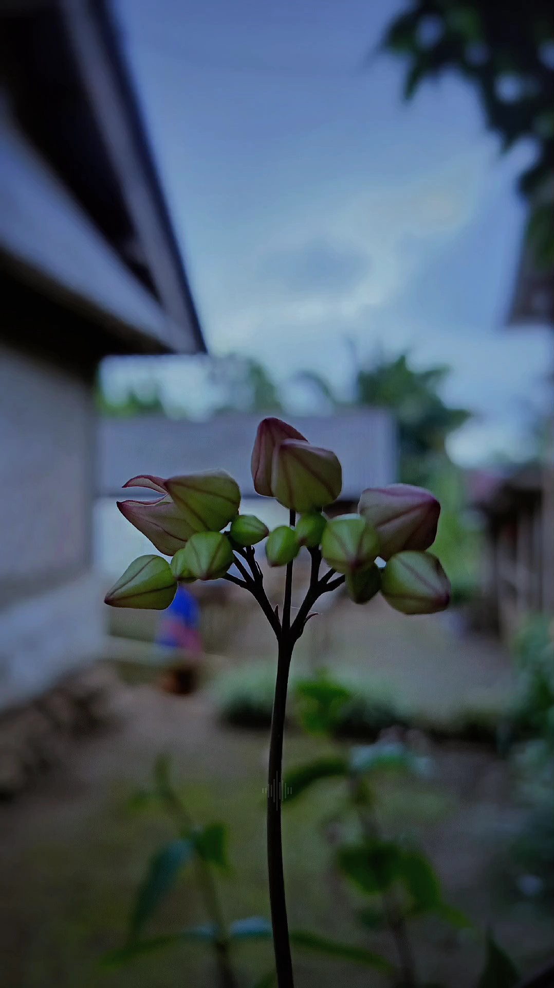 Pada pada ngalih
