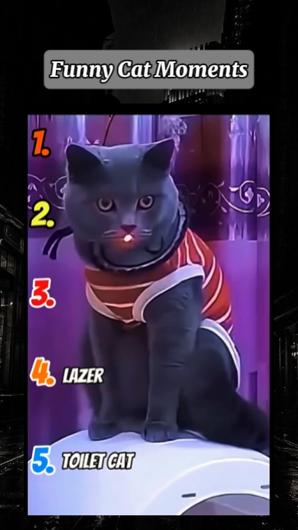 Funny Cat Moments
