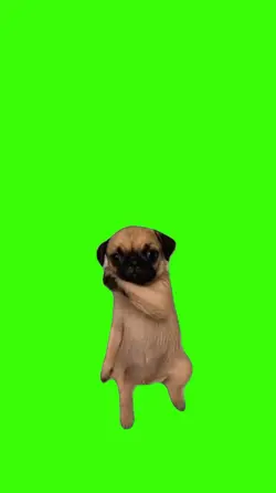 Dog/Cachorro.