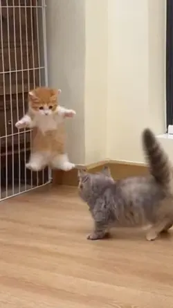 free tło cute