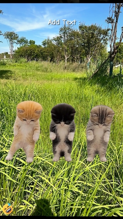 Gato dançante engraçado 