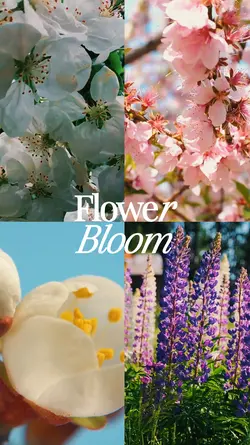 Flower bloom