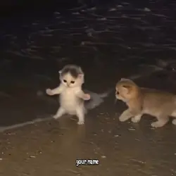 CATS