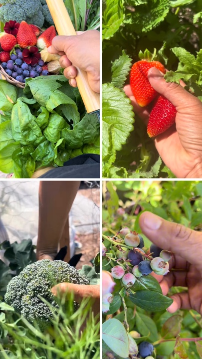 Berkebun