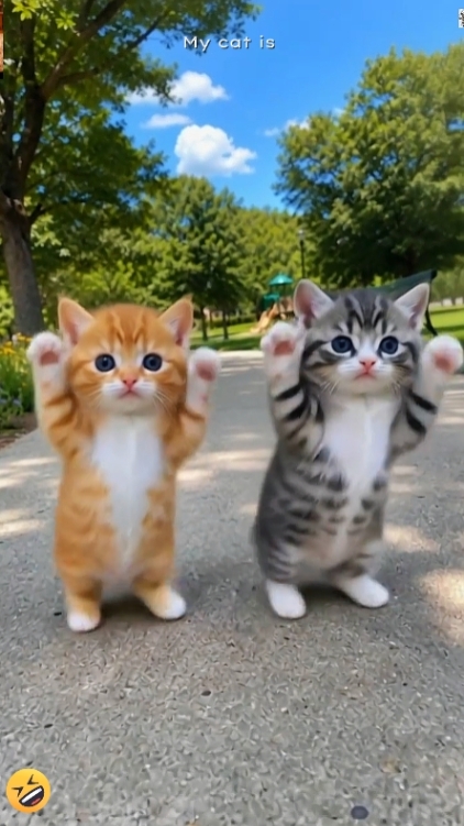 Chat mignon.. 
