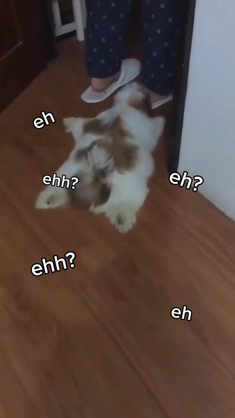 ha ha? ehh?