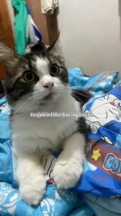 tidur kucing
