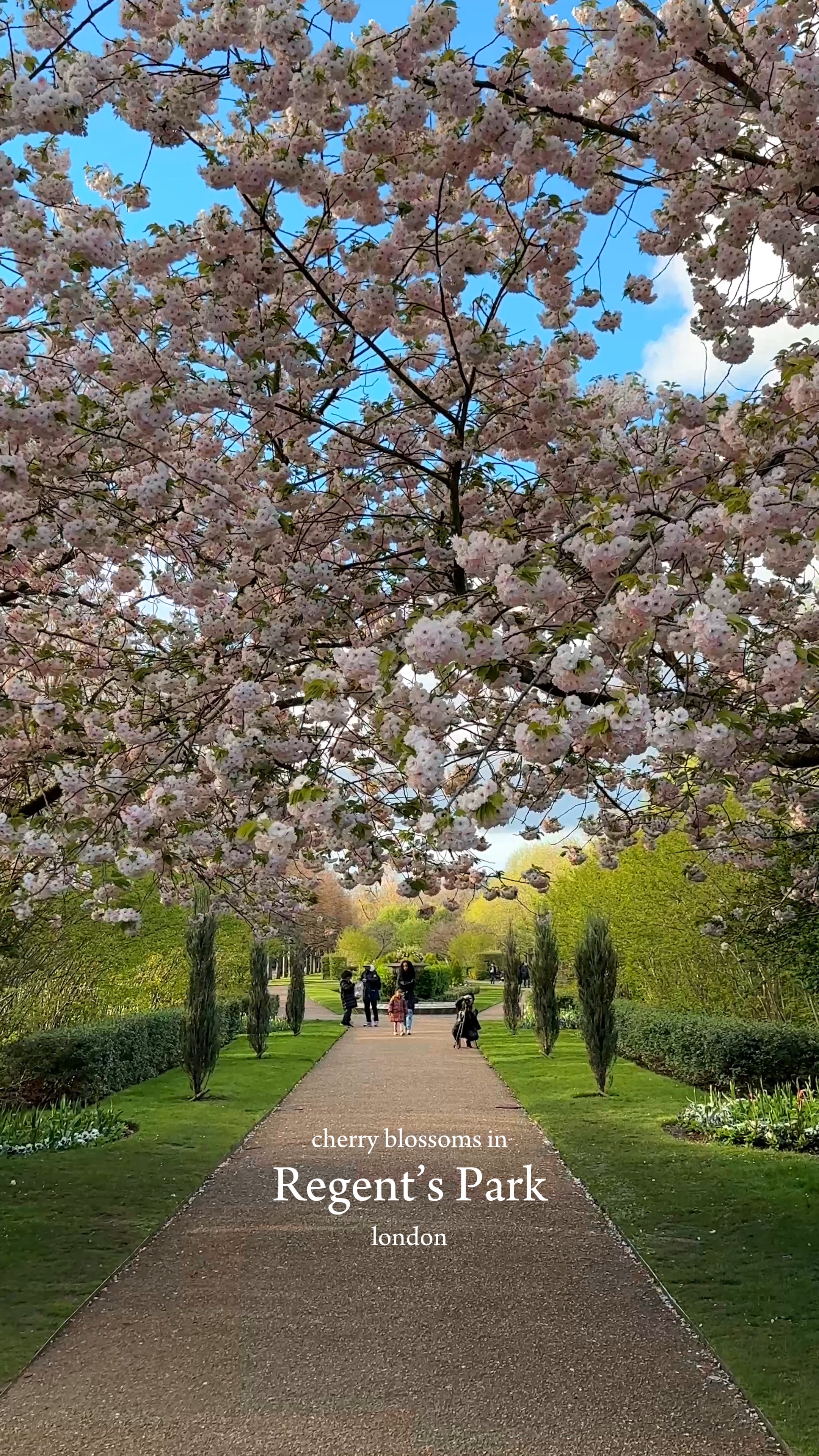 cherry blossoms 🌸💘