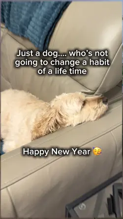 Dog template 