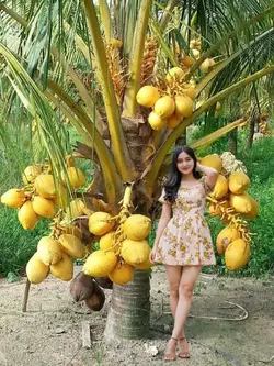 kelapa subur