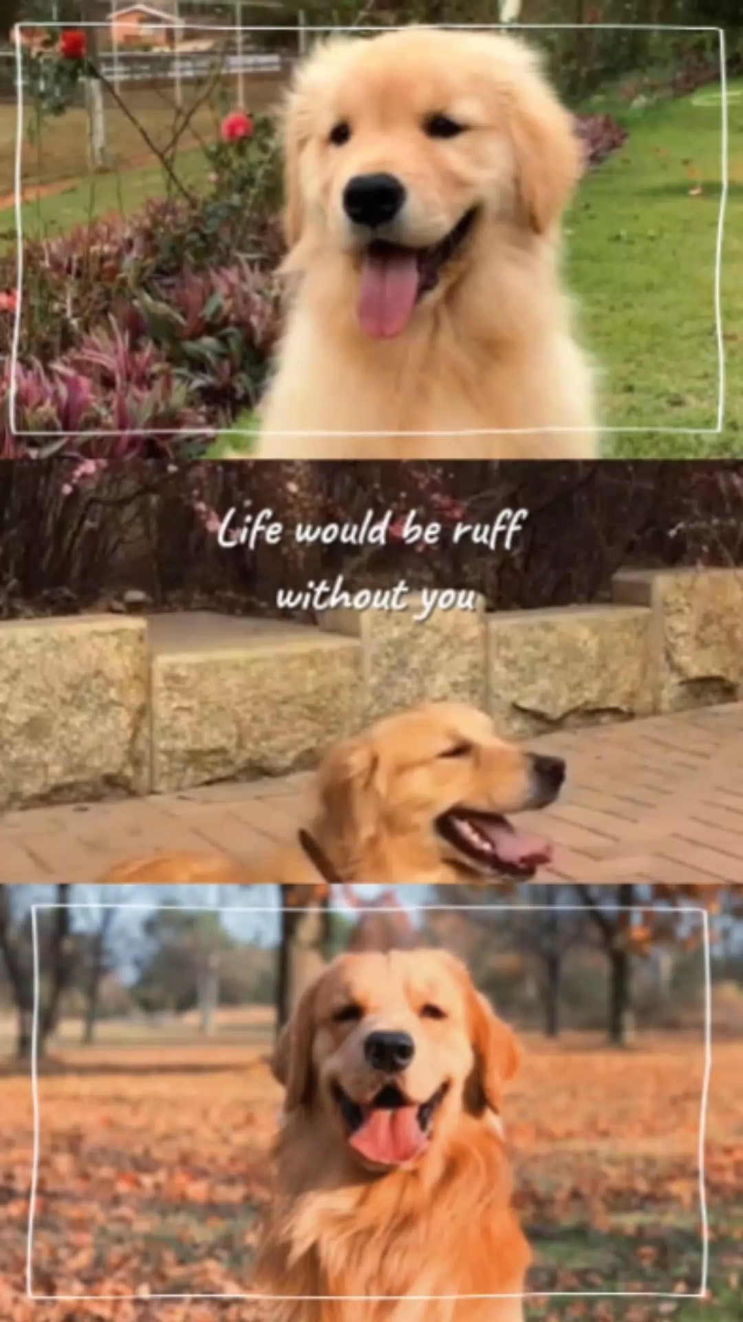 Día de los animales