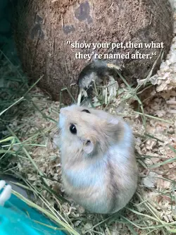 pet name