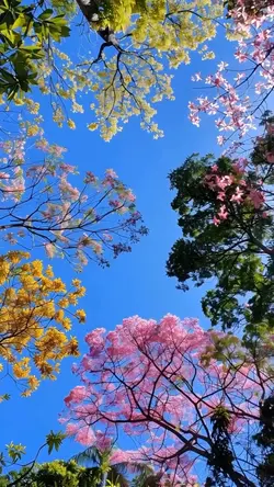 Aesthetic Flowers