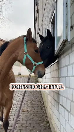 grateful 🐴