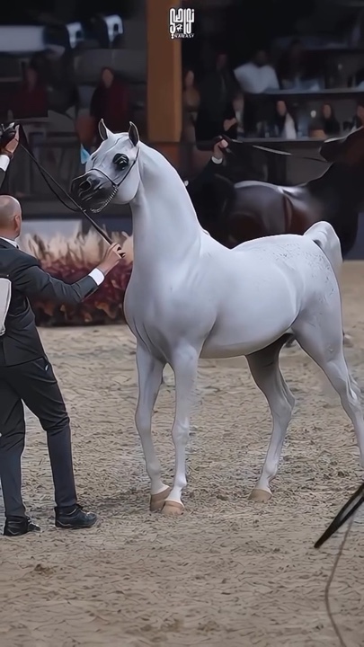 Horse template