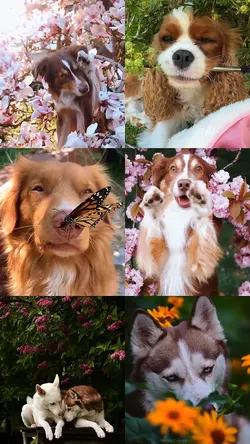 Animals Spring