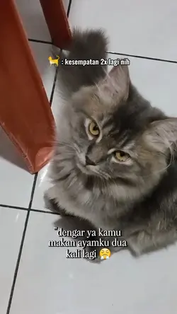 kucing nangis
kena