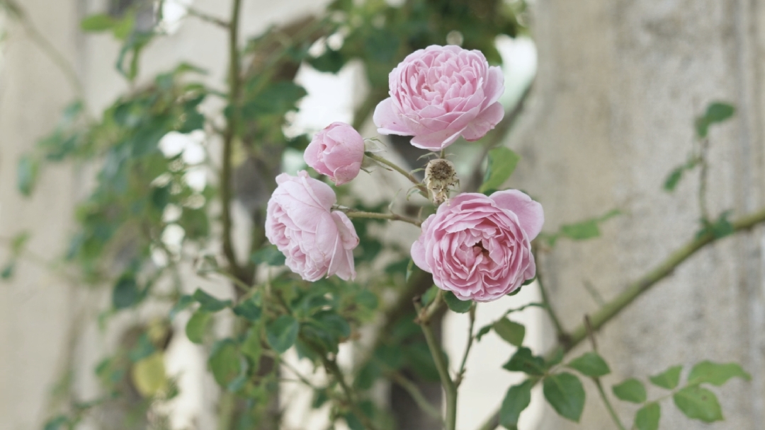 Flores de primavera