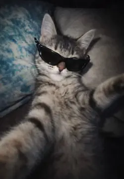 Cat!