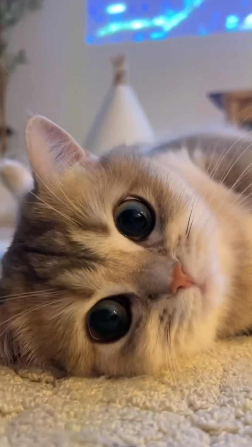 cat lover