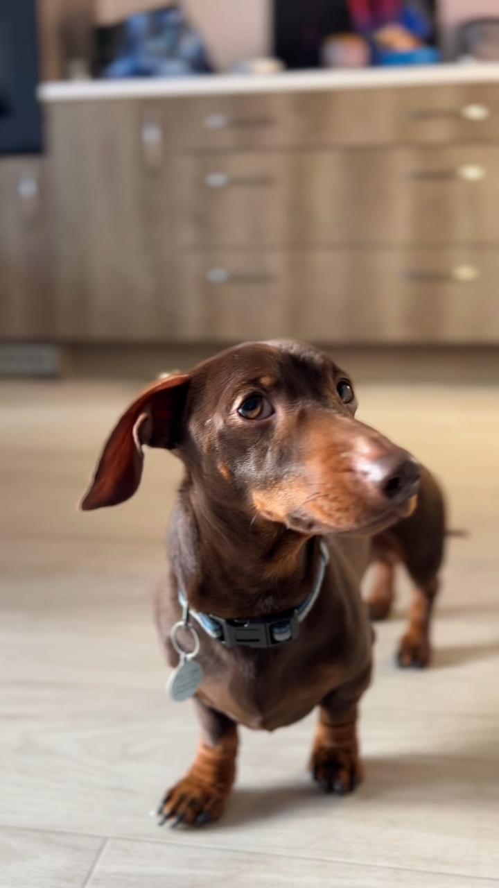 Wiener Mittwoch