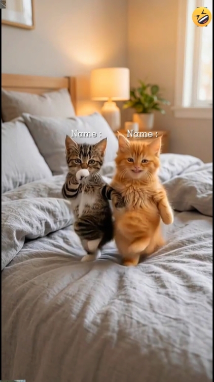 Funny Cat.. 