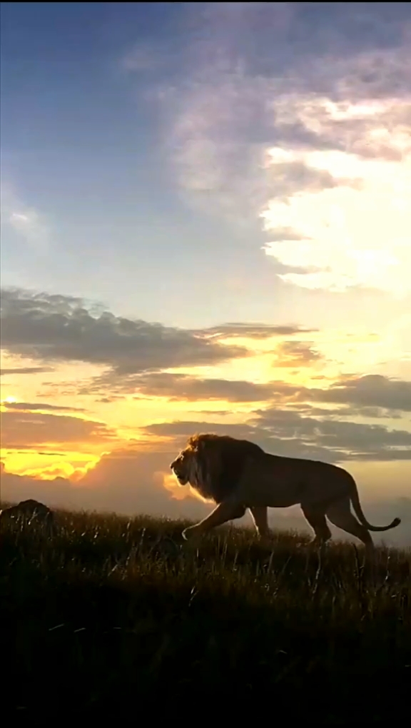 The Lion King 