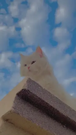 Cat slomo