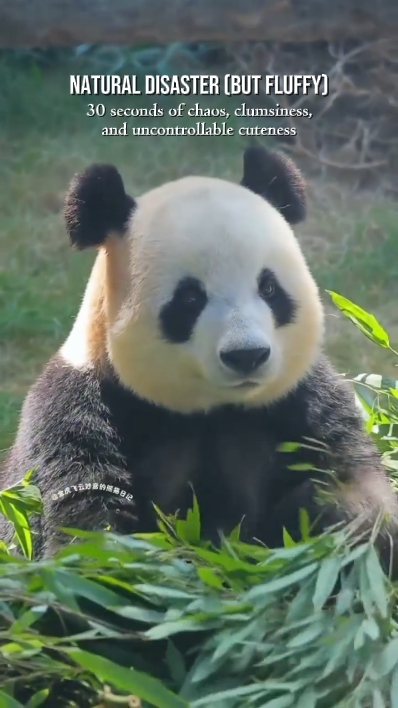 Momento Divertido De Panda