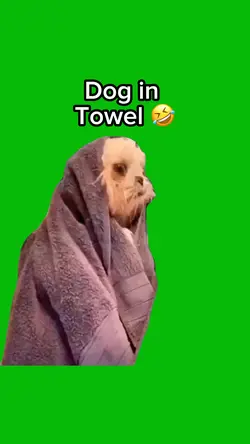 Dog in Towel 
