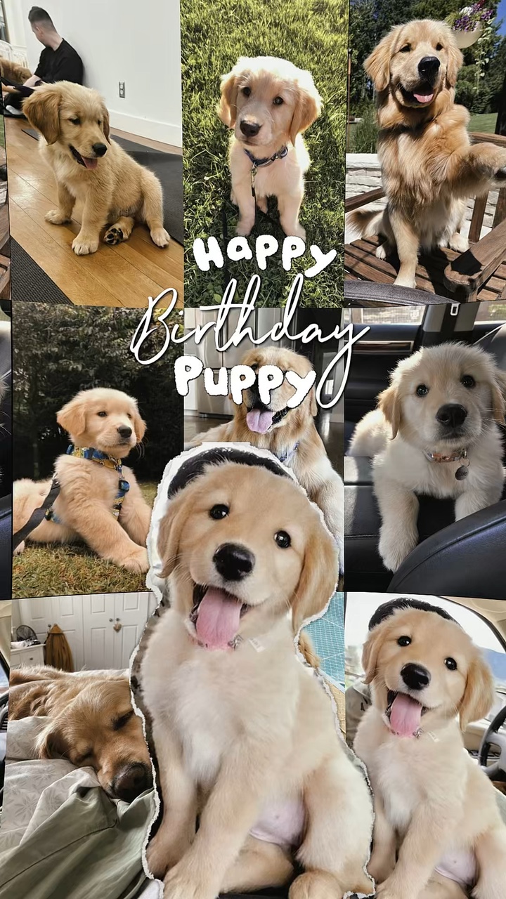 Birthday my puppy 🐶 