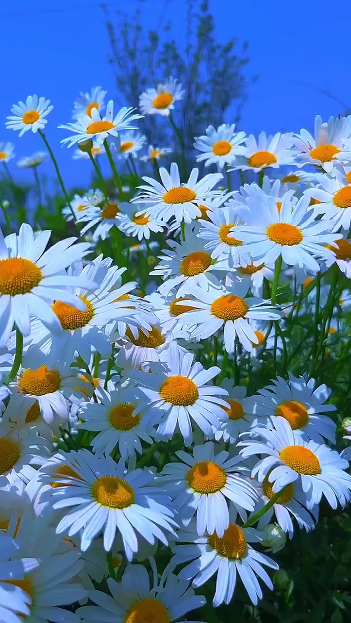 Beautiful Garden