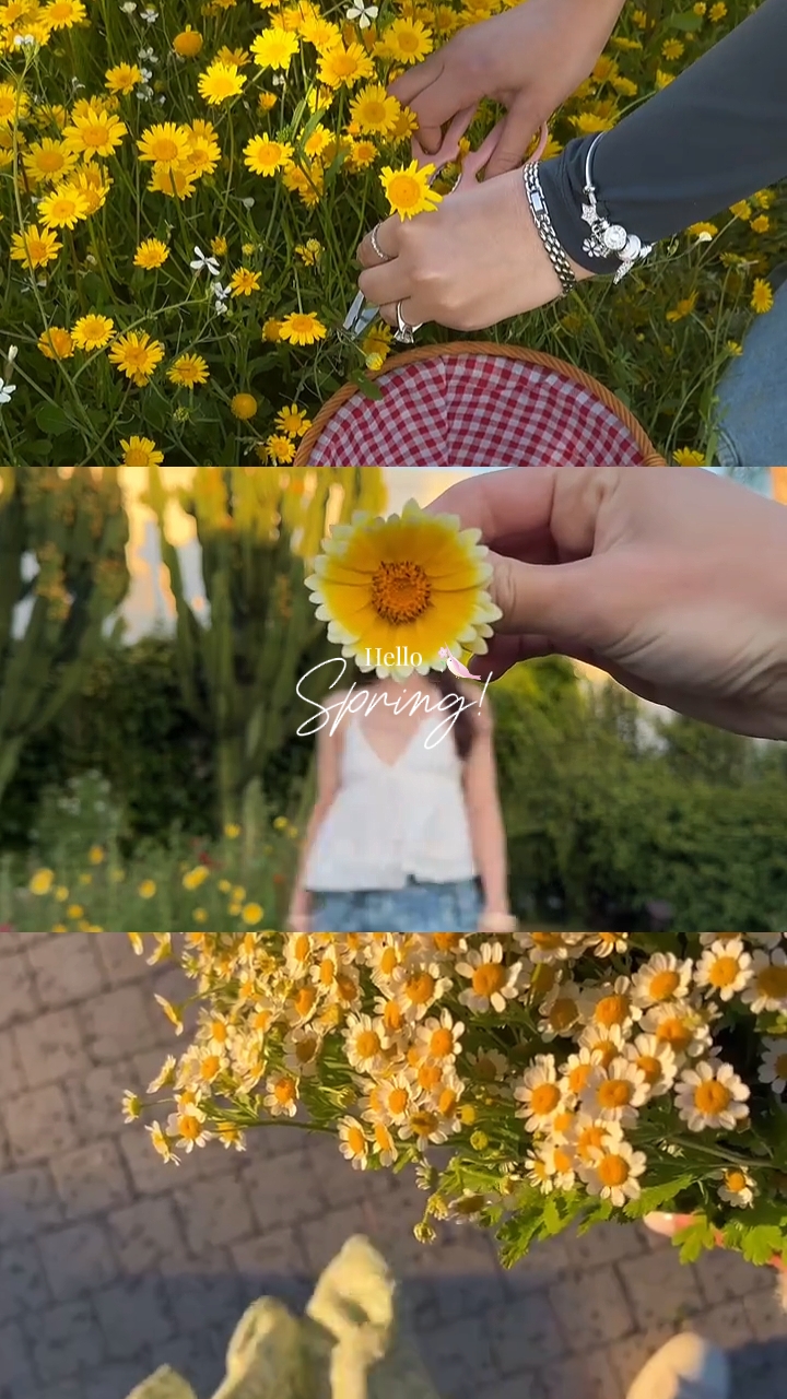 hello spring 2026