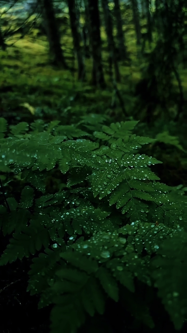 18 video cinematic
